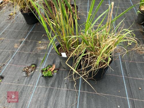 2 X CHASMANTHIUM LAXUM SLENDER WOODOATS