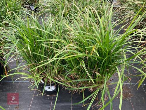 4 X LIRIOPE LILY TURF
