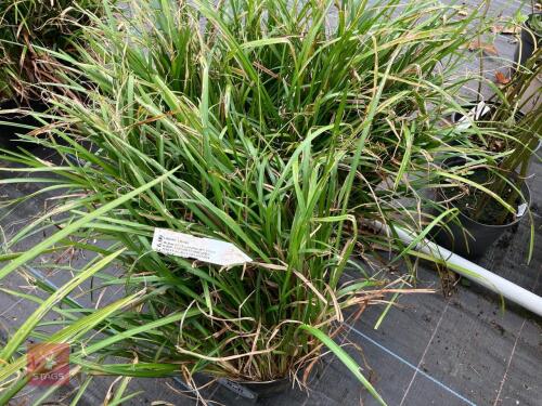 4 X LIRIOPE LILY TURF