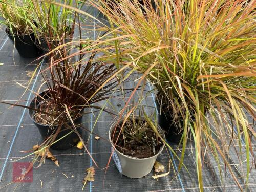 3 X MIXED GRASSES