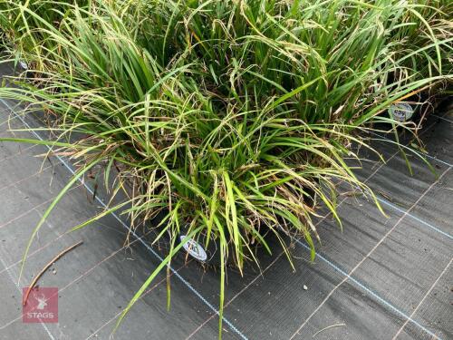 4 X LIRIOPE LILY TURF