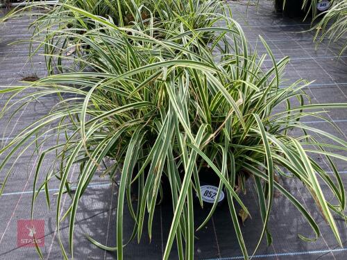4 X CAREX FISHERS FORM