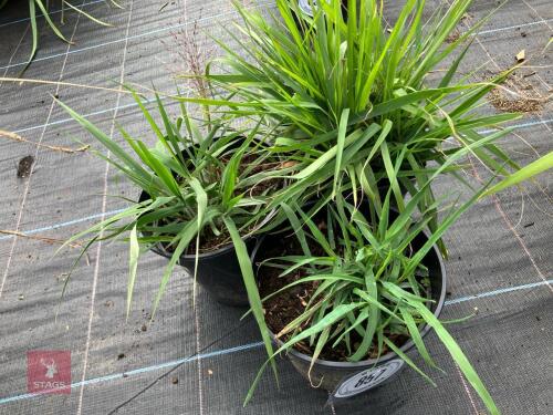 3 X BRIZA MEDIA COMMON QUAKING GRASS