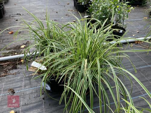 5 X CAREX FISHERS FORM