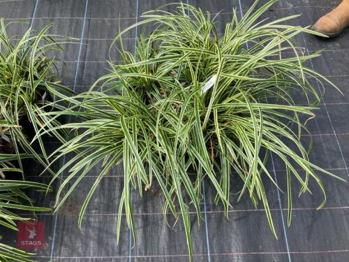 5 X CAREX FISHERS FORM