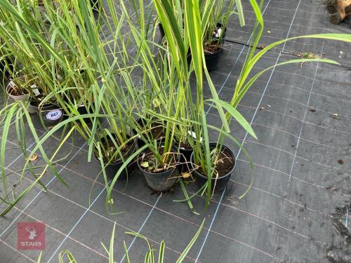 5 X SPARTINA PECTINATA AUREOMARGINATA