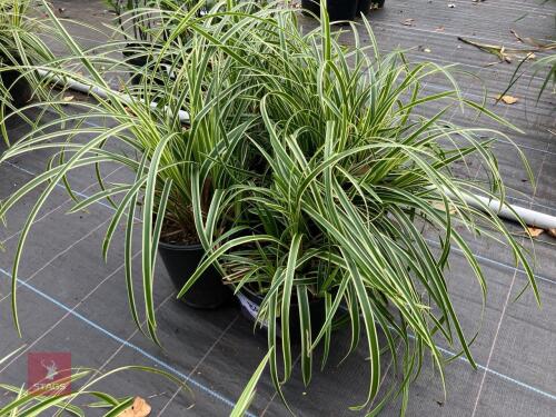 4 X CAREX FISHERS FORM