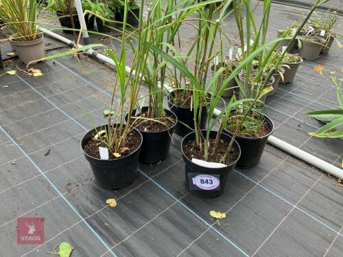 5 X MISCANTHUS SINENSIS