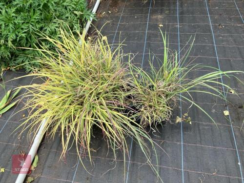 7 X MISCANTHUS SINENSIS ADAGIO