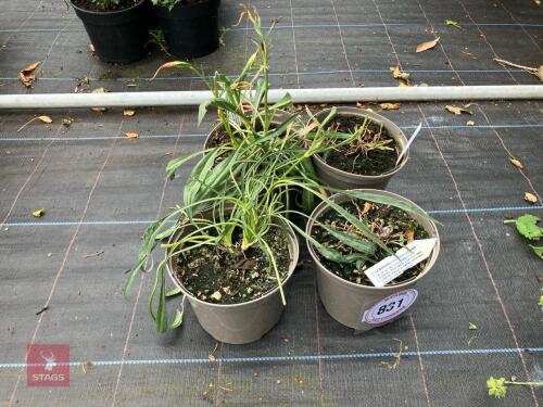 4 X SCABIOSA CAUCASICA FAMA