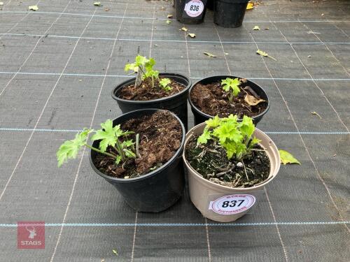 4 X DELPHINIUM