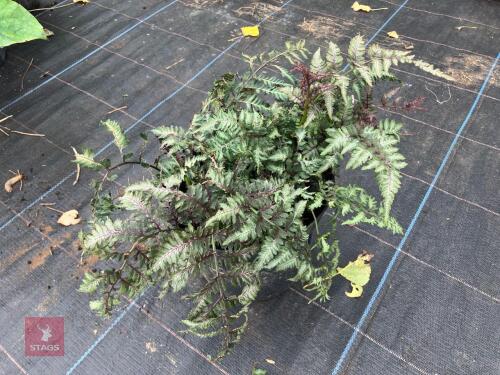 2 X UNKNOWN FERN