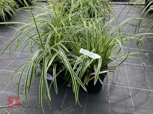 4 X CAREX FISHERS FORM