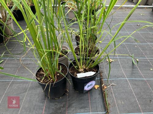 5 X MIXED GRASS