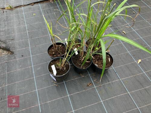 6 X MISCANTHUS SINENSIS