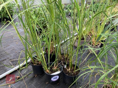 5 X SPARTINA PECTINATA AUREOMARGINATA
