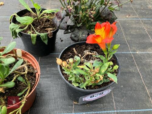 4 X MIXED SHRUBS