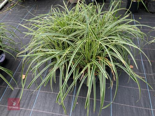 4 X CAREX FISHERS FORM