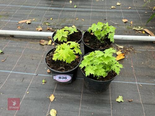 4 X DELPHINIUM
