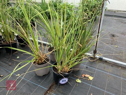 4 X CORTADERIA RICHARDS BROWNS
