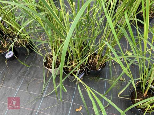 5 X SPARTINA PECTINATA AUREOMARGINATA