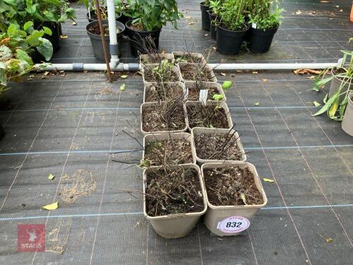 12 X ACONITUM HEMSLEYANUM