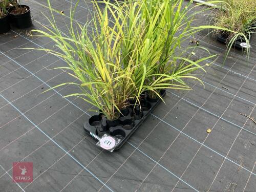 7 X MISCANTHUS SINENSIS ZEBRINUS