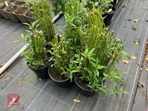 6 X BIDENS WILD YELLOW