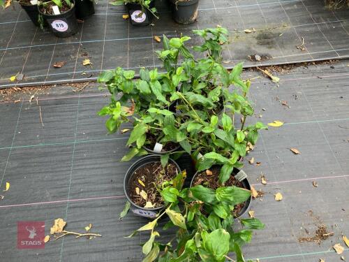 6 X TRICYRTIS FORMOSANA TOAD LILY