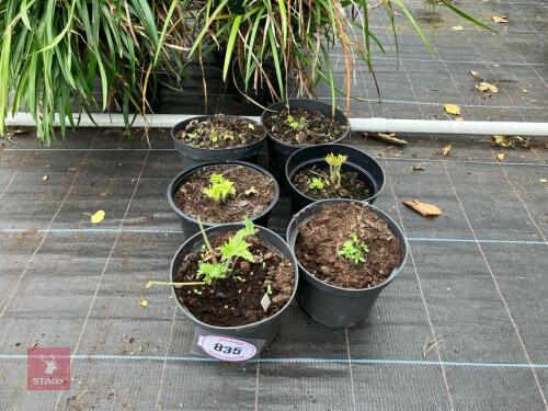 6 X DELPHINIUM