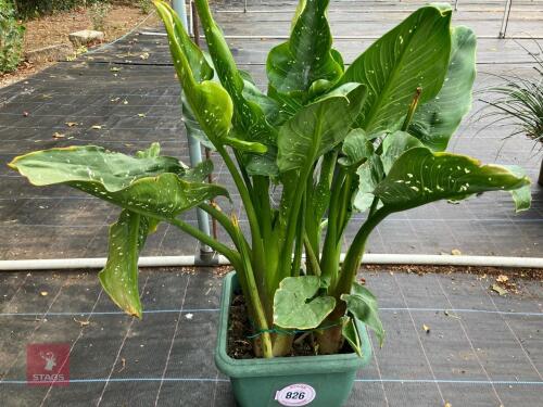 1 X ARUM LILY HERCULES