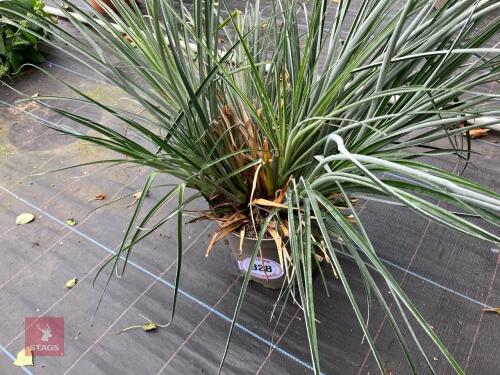 1 X FASCICULARIA SHRUB