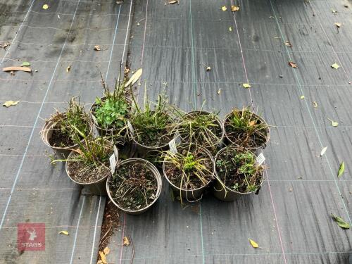 9 X TANACETUM COCC ROBINSON'S RED