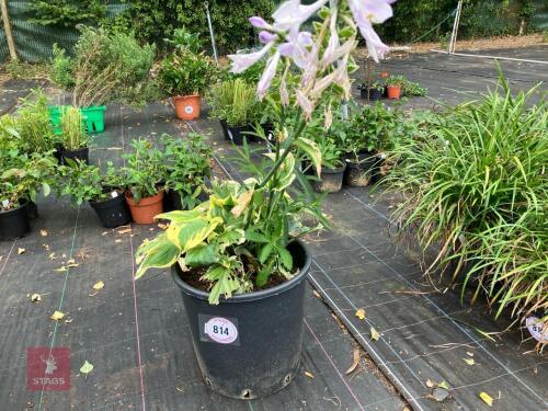 1 x HOSTA FRAGRANT QUEEN""