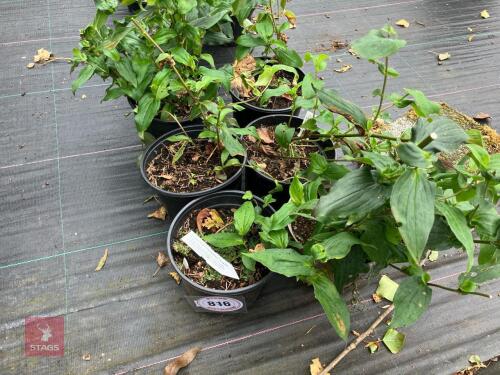 6 X TRICYRTIS FORMOSANA TOAD LILY