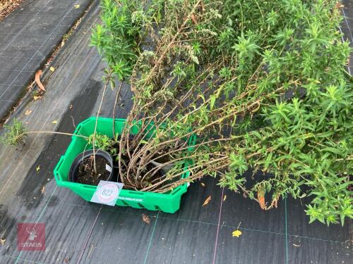 4 X ASTER NOVI-BELGII HARRINGTON'S