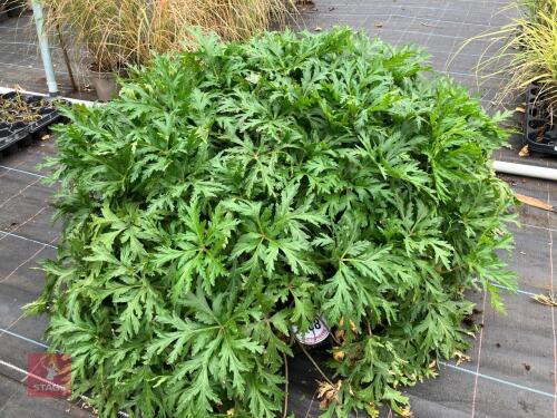 TRAY OF GERANIUM MADERENSE GUERNSEY