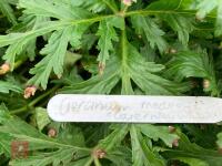 TRAY OF GERANIUM MADERENSE GUERNSEY - 3