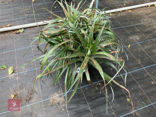 12 X UNNOWN SHRUB