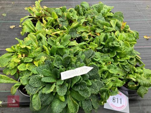 16 X PRIMULA VUGARIS WILD PRIMROSE