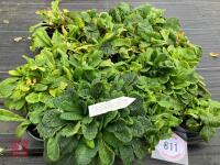 16 X PRIMULA VUGARIS WILD PRIMROSE