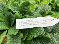 16 X PRIMULA VUGARIS WILD PRIMROSE - 3