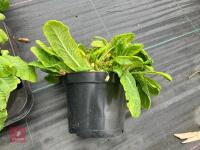16 X PRIMULA VUGARIS WILD PRIMROSE - 4
