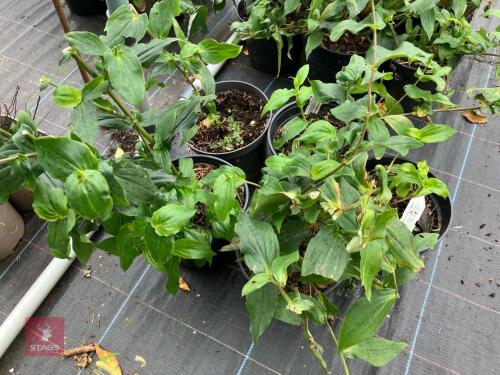 5 X TRICYRTIS FORMOSANA TOAD LILY