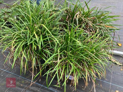 4 X LIRIOPE MUSCARI LILY TURF