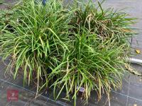4 X LIRIOPE MUSCARI LILY TURF
