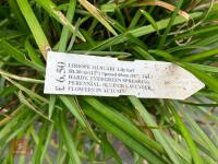 4 X LIRIOPE MUSCARI LILY TURF - 4