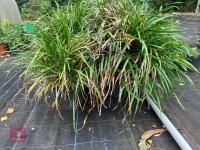 4 X LIRIOPE MUSCARI LILY TURF - 5