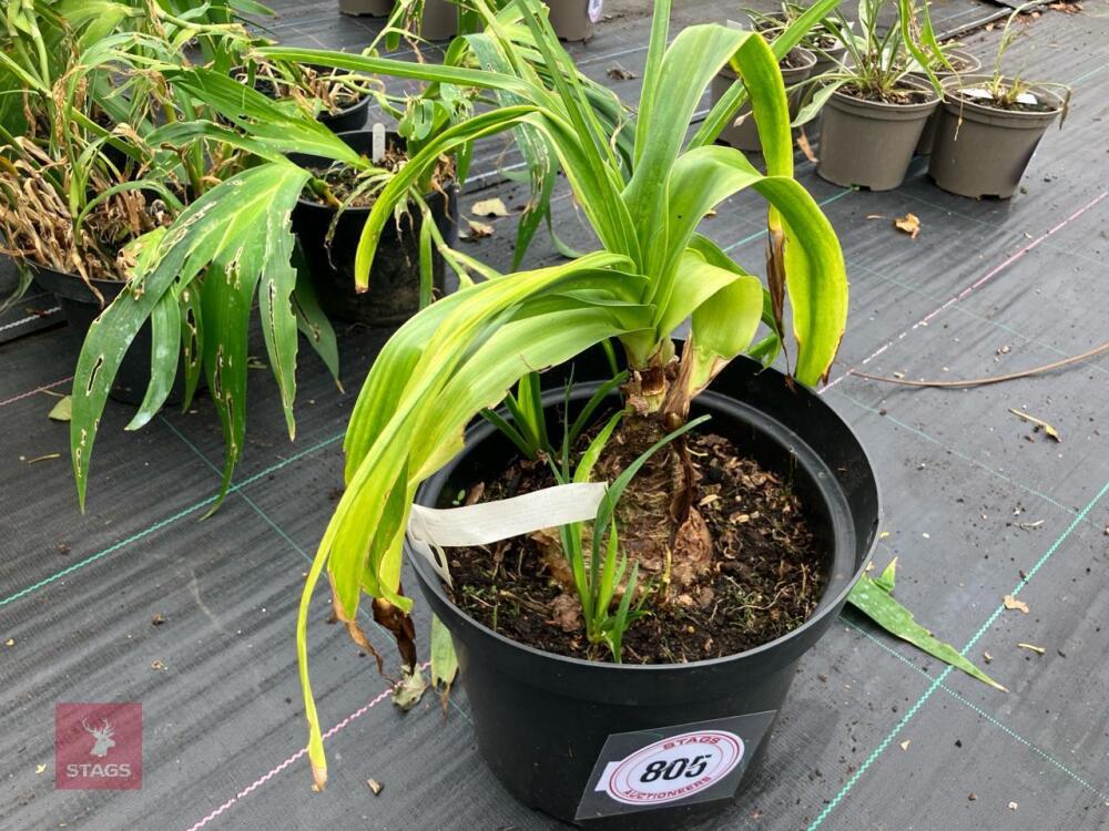 1 X CRINUM X POWELLII
