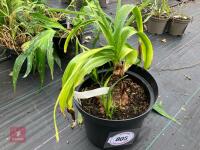 1 X CRINUM X POWELLII